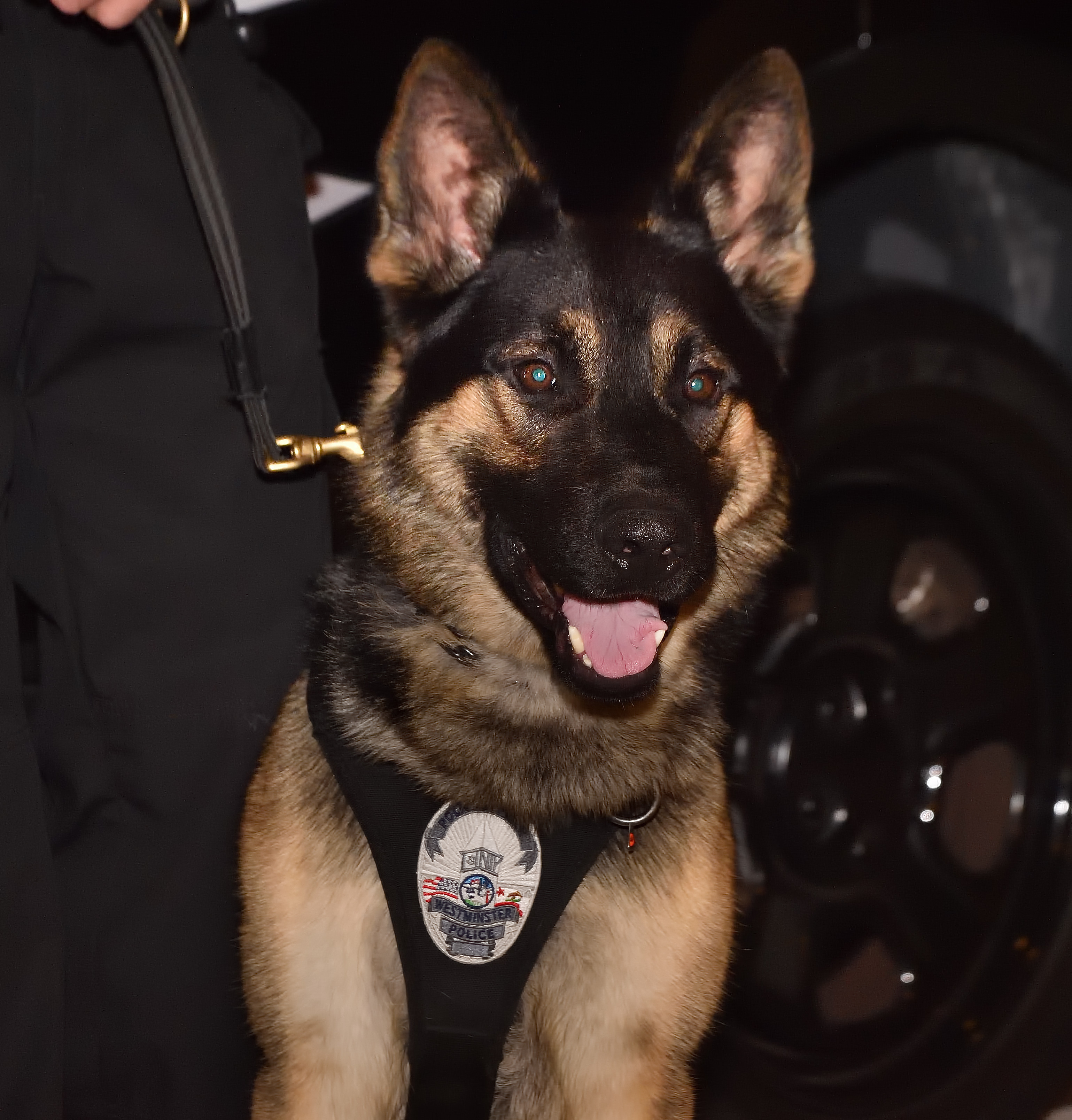 Longtime Westminster police officer, K9 decoy gets new partner