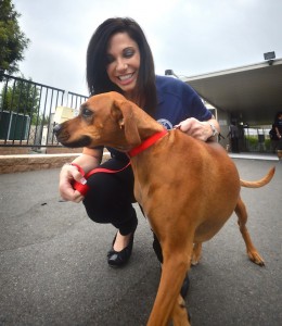 Sgt. Kate Hamel of the Fullerton Police Department adopts a beagle/boxer mix named Carly she met while on assignment that was abused by a Fullerton resident.