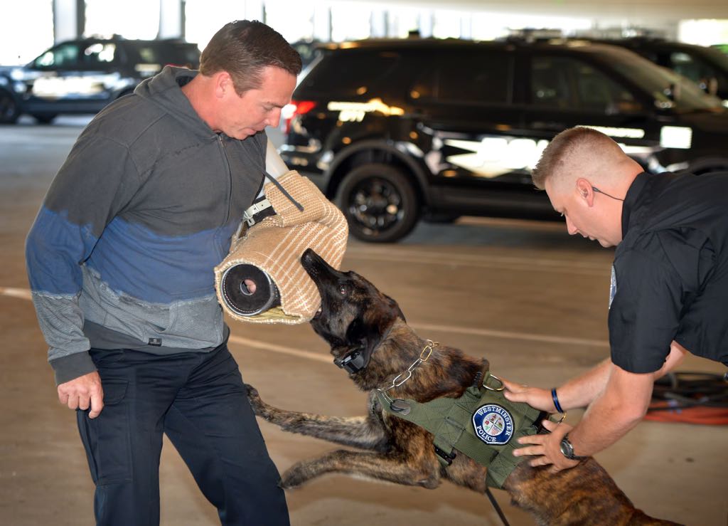 Commander Bill Collins, left, volunteers to help Officer Travis Hartman demonstrate Westminster PD’s new police dog Pako using the attack command for other officers gathered in the department’s parking garage. Photo by Steven Georges/Behind the Badge OC