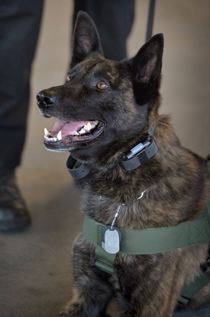Westminster PD’s new police dog “Pako” Photo by Steven Georges/Behind the Badge OC