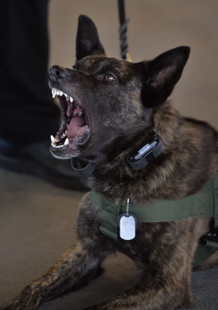 Westminster PD’s new police dog “Pako” barks on command. Photo by Steven Georges/Behind the Badge OC