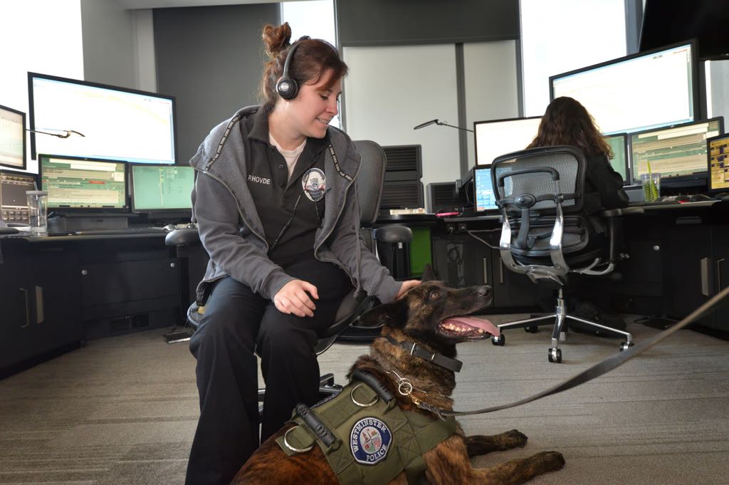 Dispatcher Roxanne Hovde gets introduced to Pako, Westminster’s new police dog, as he is taken around the office to get to know everyone in the department. Photo by Steven Georges/Behind the Badge OC