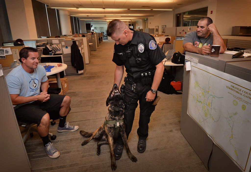 Westminster Police Officer Travis Hartman takes Pako, Westminster’s new police dog, around the office to get to know everyone in the department. Photo by Steven Georges/Behind the Badge OC