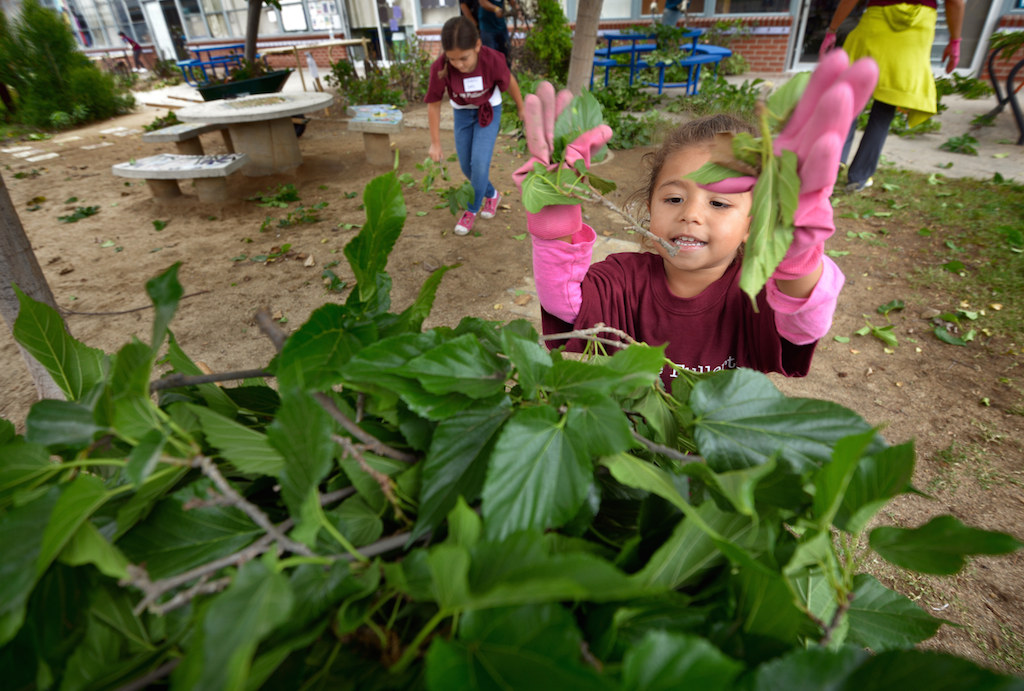 Four-year-old Emily Diaz helps her sisters clear leaves and trash from a courtyard at Golden Hill Elementary School during the second annual Love Fullerton community volunteer event. Photo by Steven Georges/Behind the Badge OC