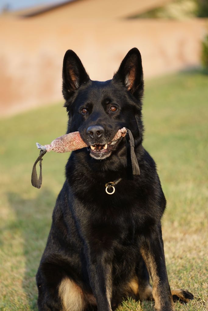 Sem holds a chew toy in his mouth on May 6, his first shift back with Cypress PD. Photo by Jim Banks/Behind the Badge OC. 