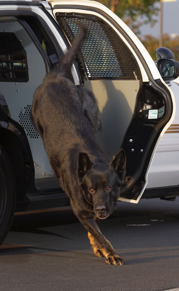 Cypress K-9 Sem jumps from the patrol car during a training exercise. Photo by Jim Banks/Behind the Badge OC. 