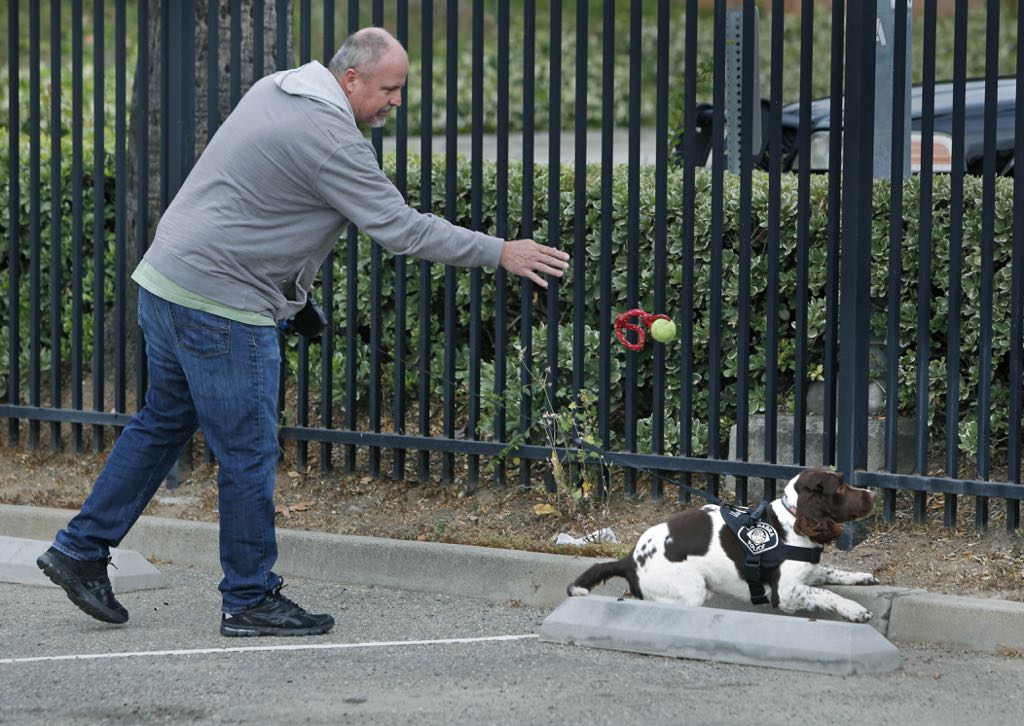Detective Rob Simms rewards Bobby during a demonstration of the department's police K9 unit. Bobby was able to quickly sniff out drugs planted inside a crevice in the parking lot during the La Habra Police Department's Citizens' Police Academy. Photo by Christine Cotter/Behind the Badge OC