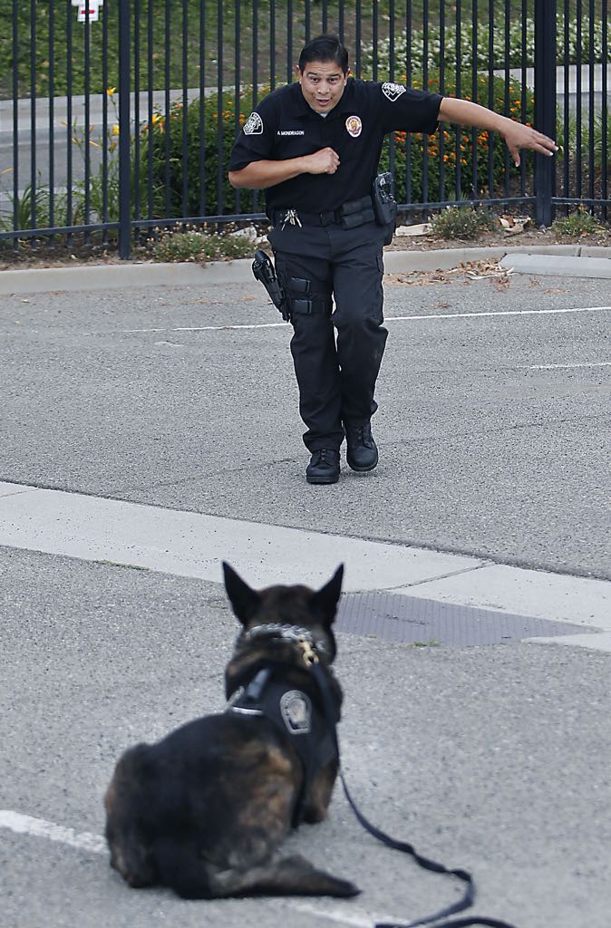 La Habra Police Officer Amsony Mondragon gives commands to his K9 partner, Yary, a Dutch Shepherd during a demonstration for local residents enrolled in the department's Citizens' Police Academy. Photo by Christine Cotter/Behind the Badge OC