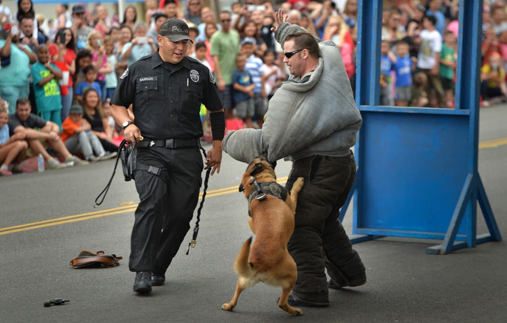 Officer Rene Barraza and his K-9 partner Bravo go after a “bad guy”, played by Tustin Police Officer Chuck Mitchell, during a K-9 demonstration for Tustin PD’s 19th Annual Open House. Photo by Steven Georges/Behind the Badge OC