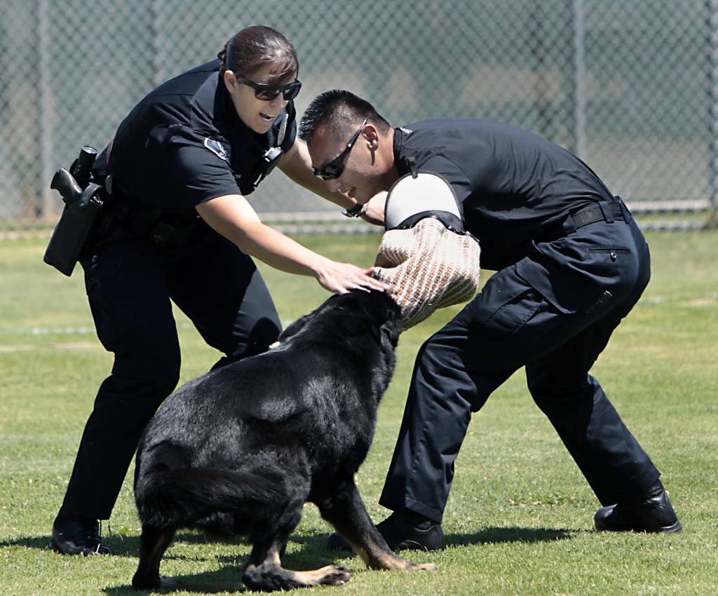 Cypress police K-9 Sem apprehends Officer Daniel Shinn, who plays the part of a suspect, as Sem's handler Becky Mondon moves in during a K-9 police demonstration at the Cypress Community Festival.  Photo by Christine Cotter/Behind the Badge OC