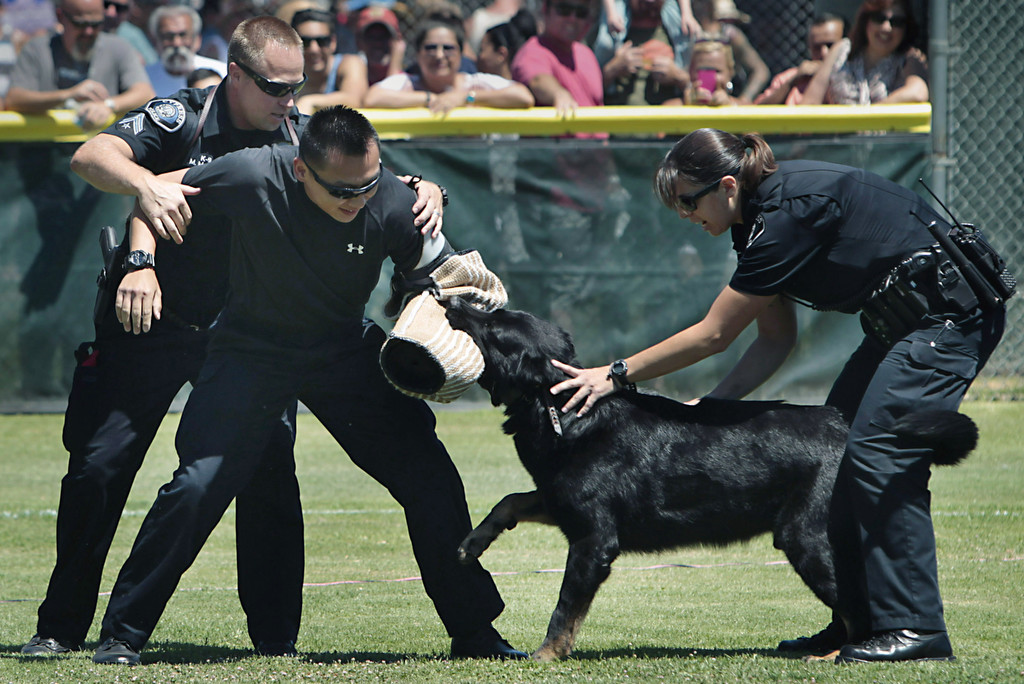 Officer Daniel Shin, center, plays the part of a suspect, as Sem's handler Becky Mondon and fellow K-9 officer Mike McBain move in during a police K-9 demonstration at the Cypress Community Festival. Photo by Christine Cotter/Behind the Badge OC  