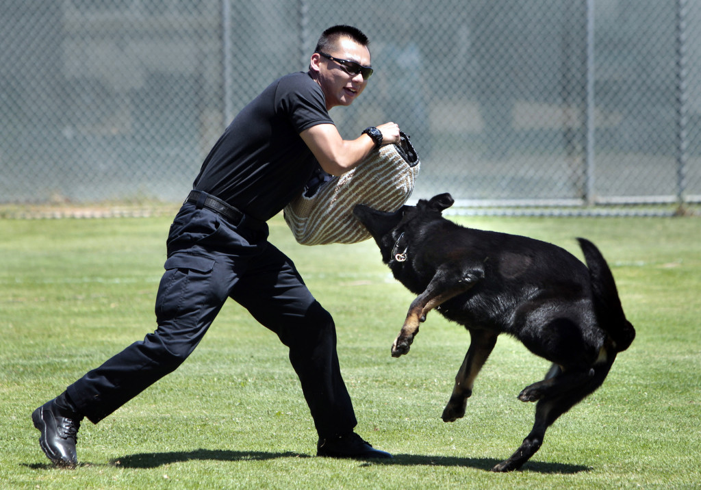 Officer Daniel Shin plays the part of a suspect, as K-9 Sem goes on the attack during a K-9 police demonstration at the Cypress Community Festival. Sem' s handler is Becky Mondon. Photo by Christine Cotter/Behind the Badge OC