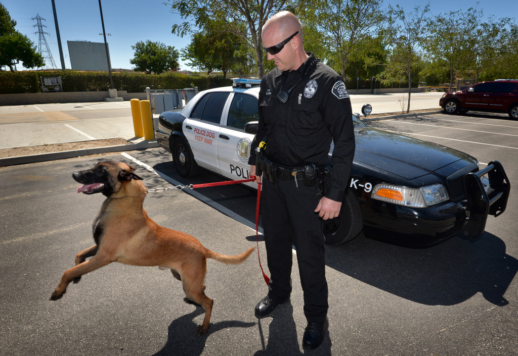 Fullerton Police Officer Scott Flynn practices a few commands with Jobi before putting him in the back of a Fullerton K-9 patrol car for the first time. Photo by Steven Georges/Behind the Badge OC