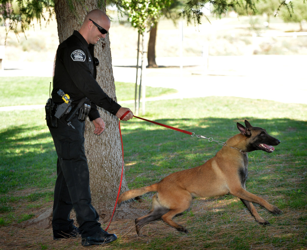 Fullerton Police Officer Scott Flynn takes Jobi, his new K-9 police partner for a walk as he learns how to handle him and give commands. Photo by Steven Georges/Behind the Badge OC