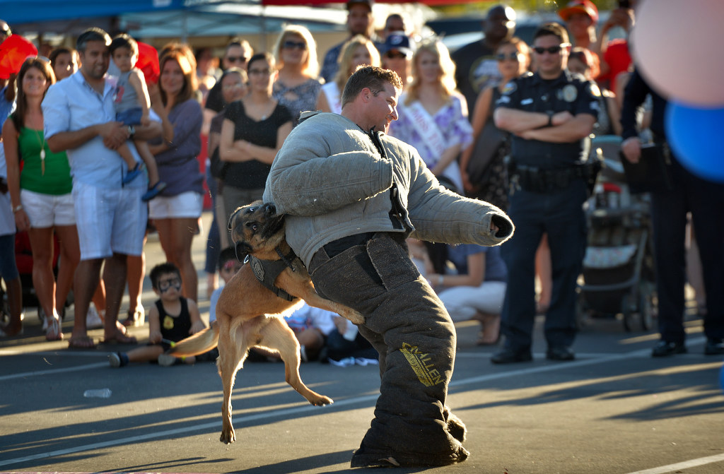 K-9 Officer Eric Kent plays the part of a “bad guy” as Bravo grabs on during a Tustin Police K-9 demonstration for National Night Out. Photo by Steven Georges/Behind the Badge OC