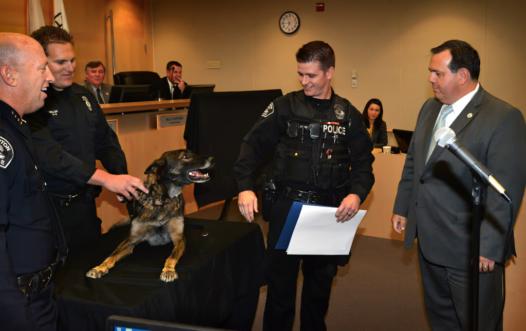 Fullerton Police Chief Dan Hughes, left, K-9 officers Cpl. Jonathan Miller & Officer James Boline and Mayor Greg Sebourn honor Blitz, a Fullerton K-9, during his retirement ceremony during a Fullerton City Council meeting. Photo by Steven Georges/Behind the Badge OC