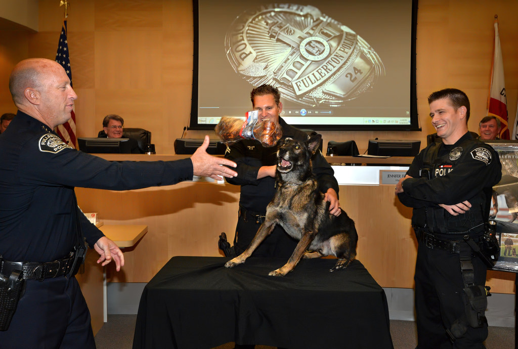 Blitz, a K-9 for Fullerton PD, eyes a bone tossed by Fullerton Police Chief Dan Hughes, left, to his partner Officer James Boline, right, during a retirement ceremony for Blitz a the Fullerton City Council Chambers. Photo by Steven Georges/Behind the Badge OC