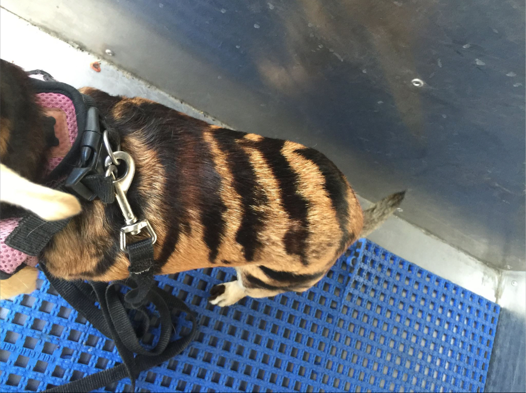 A suspect used hair dye to create tiger striped on Baby Cakes the Chihuahua. Photo courtesy Westminster PD. 