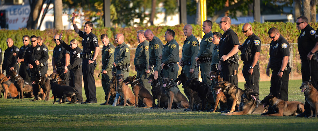 K-9 officers from various departments including Fullerton, Orange County Sherifs and Westminster line up on the field for the start of the OCPCA’s 27th Annual Police K-9 Benefit Show at Glover Stadium in Anaheim. Photo by Steven Georges/Behind the Badge OC