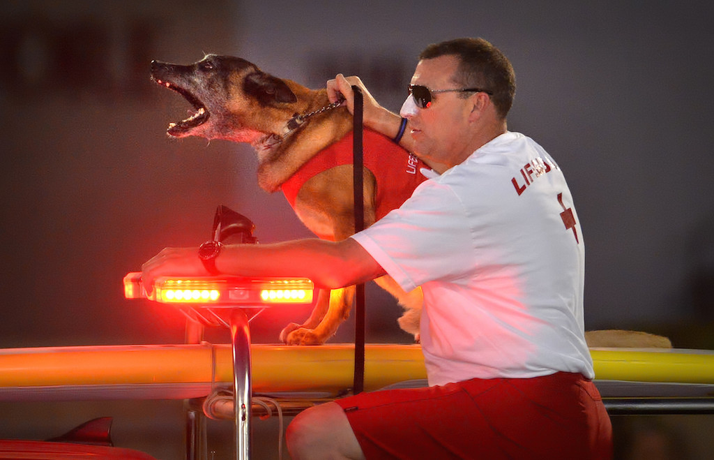 A K-9 barks from on top of a Newport Beach lifeguard truck during a JAWS skit, part of the OCPCA’s 27th Annual Police K-9 Benefit Show at Glover Stadium in Anaheim. Photo by Steven Georges/Behind the Badge OC