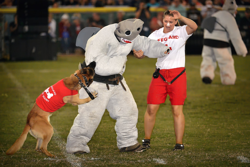 K-9 “lifeguards” attack the sharks during a JAWS skit, part of the OCPCA’s 27th Annual Police K-9 Benefit Show at Glover Stadium in Anaheim. Photo by Steven Georges/Behind the Badge OC