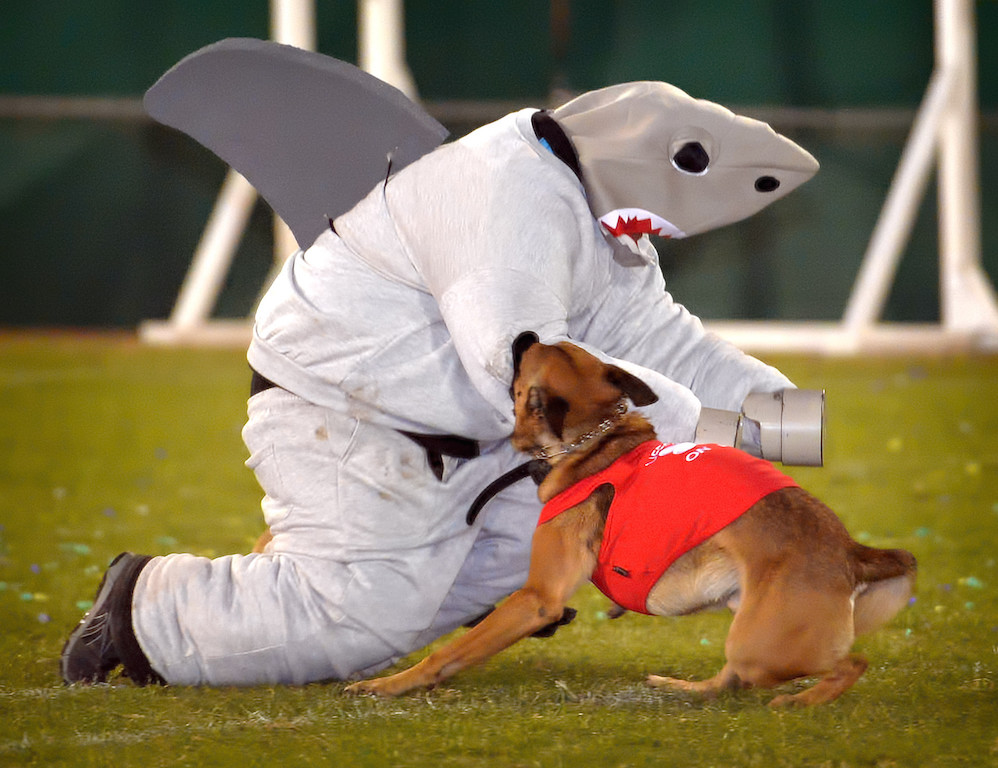 K-9 “lifeguards” attacks a shark during a JAWS skit, part of the OCPCA’s 27th Annual Police K-9 Benefit Show at Glover Stadium in Anaheim. Photo by Steven Georges/Behind the Badge OC