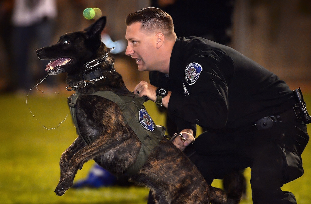 Westminster PD Officer Travis Hartman gets ready to release his K-9 partner Pako during competition for the OCPCA’s 27th Annual Police K-9 Benefit Show in Anaheim. Photo by Steven Georges/Behind the Badge OC