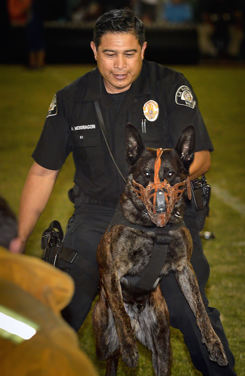 La Habra PD Officer Amsony Mondragon gives a demonstration with his new K-9 partner Renzo during the OCPCA’s 27th Annual Police K-9 Benefit Show in Anaheim. Photo by Steven Georges/Behind the Badge OC