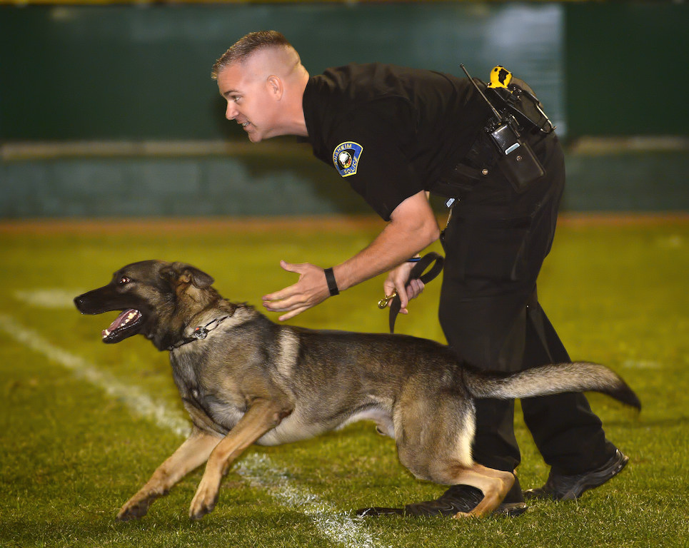 Anaheim Officer RJ Young releases his K-9 partner Yukon during competition for the OCPCA’s 27th Annual Police K-9 Benefit Show in Anaheim. Photo by Steven Georges/Behind the Badge OC