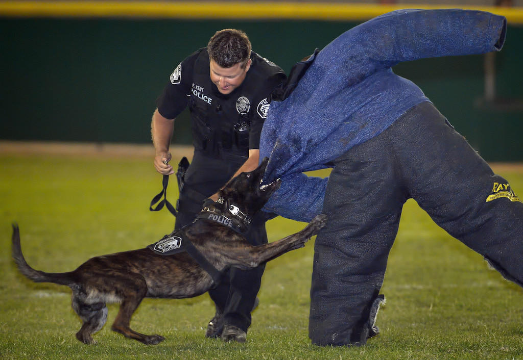 K-9 Officer Riggs grabs onto a “bad guy” during competition as Tustin PD Officer Eric Kent comes up to retrieve his dog during the OCPCA’s 27th Annual Police K-9 Benefit Show in Anaheim. The Batman costume was from a previous skit. Photo by Steven Georges/Behind the Badge OC