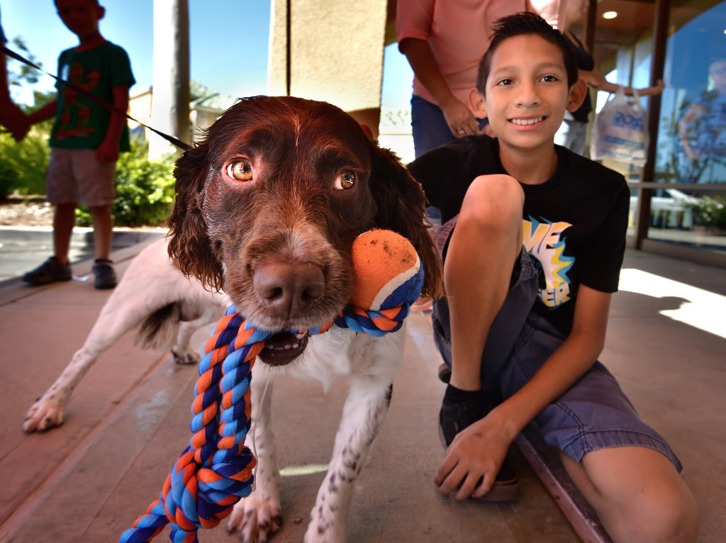 David Andrade, 11, from La Habra, gets his turn to get up close to La Habra PD’s drug-sniffing dog, Bobby, during the Pizza with a Police Pup event at Pizza Rev in La Habra. Photo by Steven Georges/Behind the Badge OC