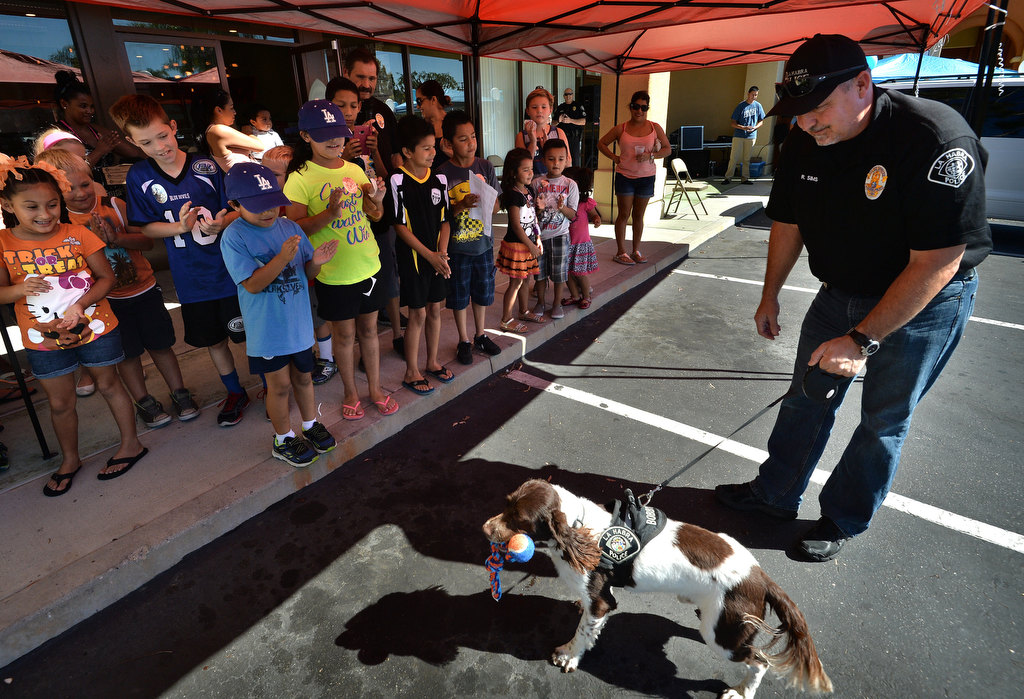 La Habra PD’s Bobby, a 3-year-old English Springer Spaniel, gets his reward, his favorite chew toy, after successfully using his nose to find hidden drugs during a demonstration, part of the Pizza with a Police Pup event at Pizza Rev in La Habra. Photo by Steven Georges/Behind the Badge OC