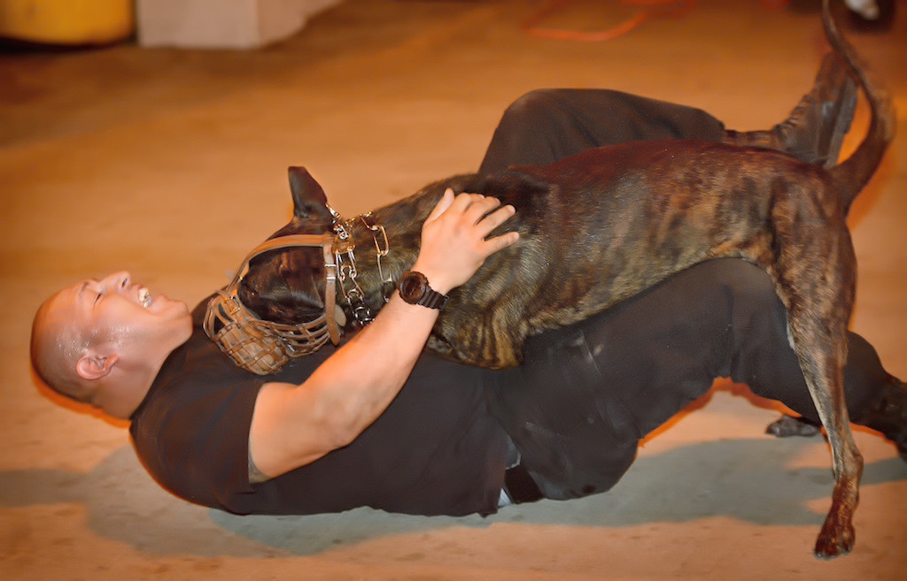 Tustin PD Officer Rene Barraza plays the part of a bad guy as Riggs goes after him, with a muzzle on, during a Tustin PD citizens academy K-9 demonstration. Photo by Steven Georges/Behind the Badge OC