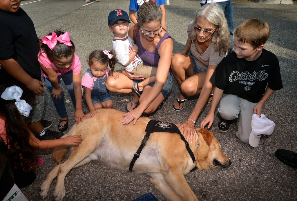 Emerson, a crisis K-9 with the La Habra PD, doesnÕt seem to mind the attention he is getting as he takes a break during La Habra PDÕs open house. Photo by Steven Georges/Behind the Badge OC