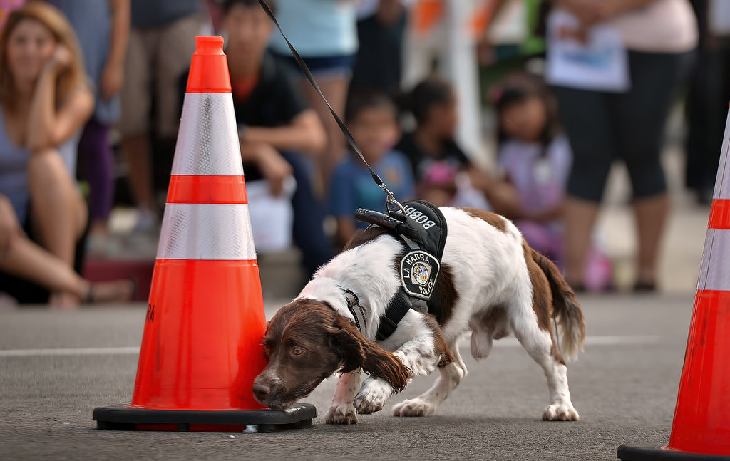Bobby, La Habra PD's drug-sniffing dog, locates some illegal drugs hidden inside one of the traffic cones by La Habra K-9 Officer Rob Sims during a K-9 demonstration for LHPDÕs open house. Photo by Steven Georges/Behind the Badge OC
