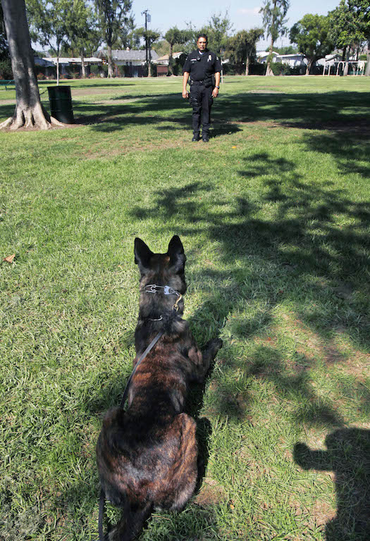 New La Habra Police K-9 Renzo waits for a command from his partner Officer Amsony Mondragon during a training demonstration. Photo by Christine Cotter/Behind the Badge OC
