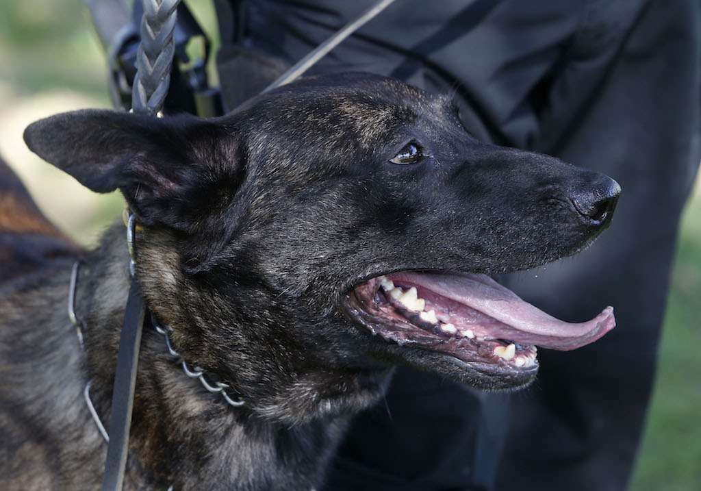 Renzo, new K-9 partner of La Habra Police Officer Amsony Mondragon takes a break after a successful search for a concealed object.  Photo by Christine Cotter/Behind the Badge OC