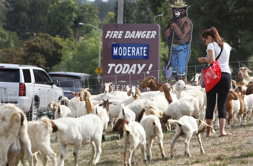 Goats used by the fire department for brush abatement to help prevent fires were on hand for the Anaheim Fire Department's grand opening of fire safe demonstration house. Photo by Christine Cotter/Behind the Badge OC