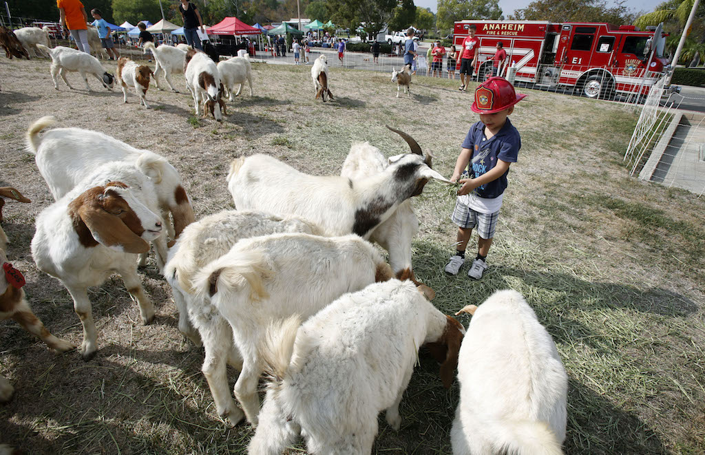 Jonathan Mejia gets a close-up look at goats used for fire prevention at the Anaheim Fire Department's Ready, Set Go Block Party.    Photo by Christine Cotter/Behind the Badge OC