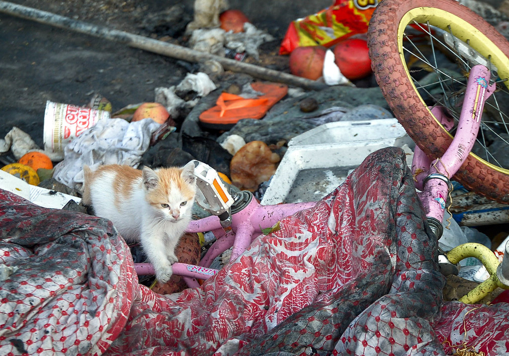 A small cat, believed to belong to one of the people living under the storm drain in Garden Grove, walks along the trash that accumulated outside the tunnels. Photo by Steven Georges/Behind the Badge OC
