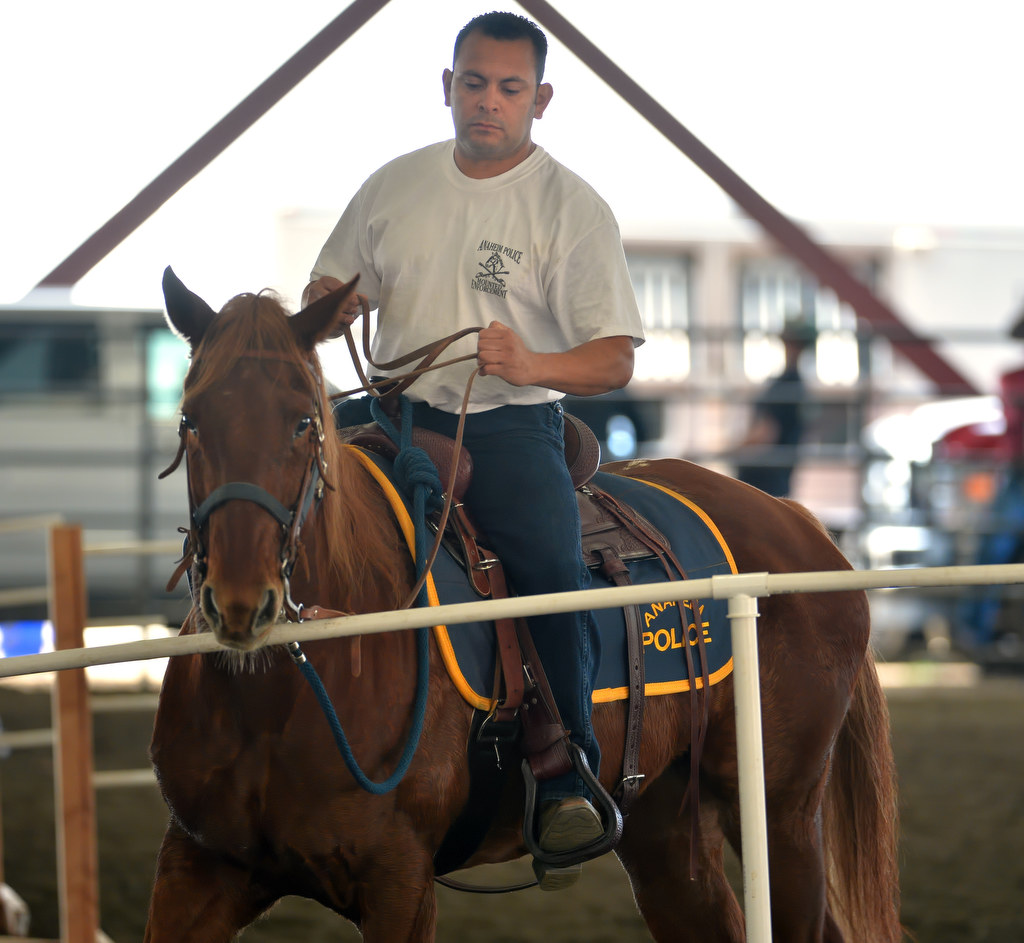 Anaheim Police Officer Joie Tinajero takes his horses through sensory training by having him move through an obstacle course at the George Ingalls Equestrian Event Center in Norco. Photo by Steven Georges/Behind the Badge OC