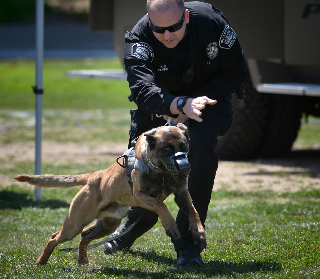 Fullerton Police Officer Scott Flynn points his k-9 police partner Jax, a Belgian Malinois, toward a simulated bad guy during a k-9 demonstration at the OC GRIP soccer camp. Photo by Steven Georges/Behind the Badge OC