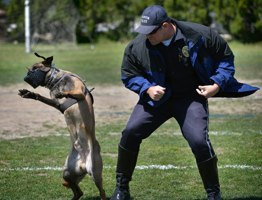With his muzzle on, Jax, a Belgian Malinois k-9 from Fullerton PD, attacks a simulated bad guy during a k-9 demonstration at the OC GRIP soccer camp. Photo by Steven Georges/Behind the Badge OC