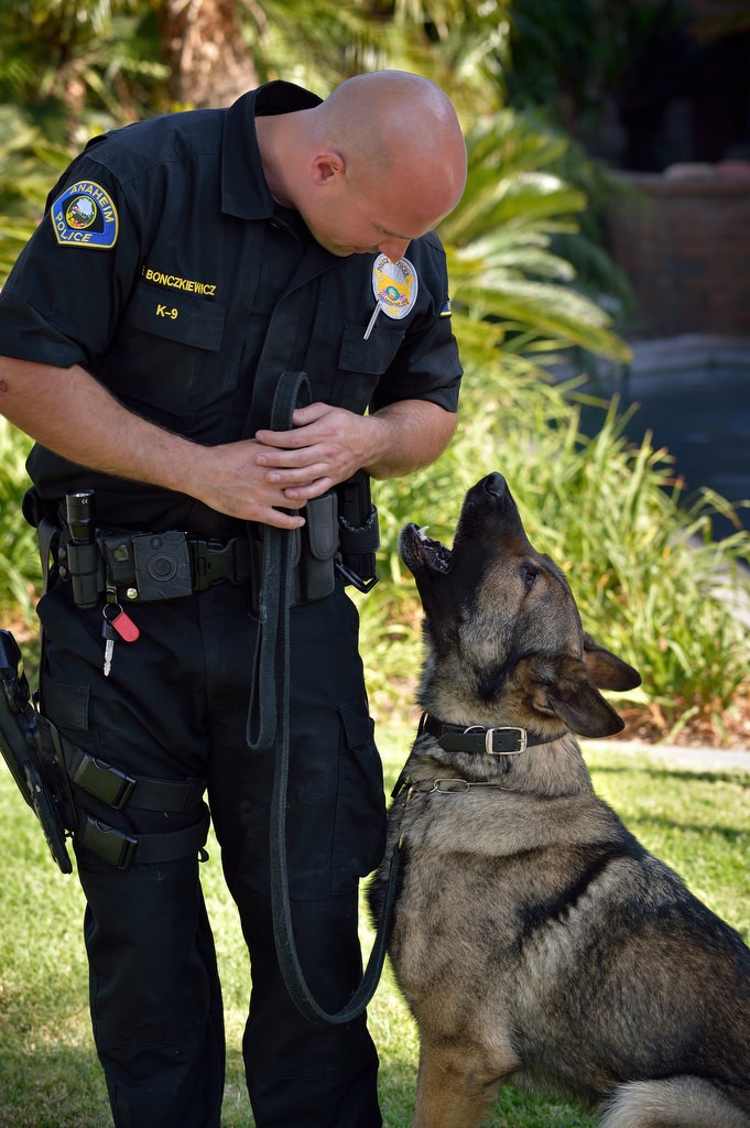 Anaheim PD Officer Brian Bonczkiewicz with his K-9 partner Ivan who, as part of an Anaheim PD SWAT team, helped detained the May 5, 2016 suspect from a freeway chase that was responsible for the closure of the 91 freeway for hours in both directions in Anaheim Hills. Photo by Steven Georges/Behind the Badge OC