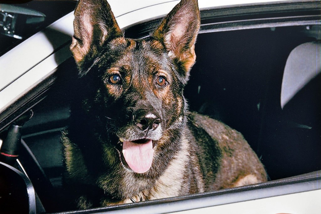 Bruno's last moments: Anaheim K9 hung on until his best friend could be by  his side - Behind the Badge