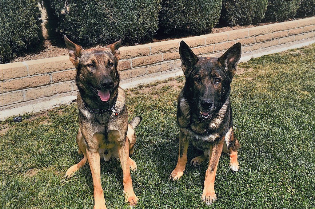 Halo, left, and Bruno who often play together.