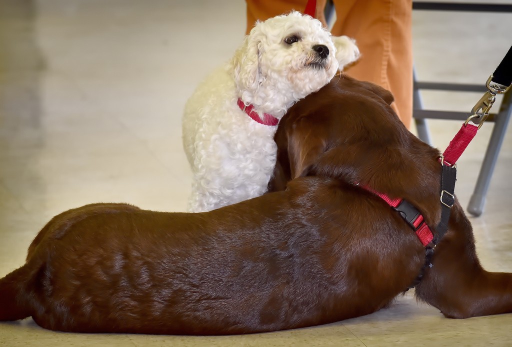 Carson, a 4-year-old poodle mix plays with Blossom, a Chocolate Lab, during the COLLAR (Canines Offering Life Lessons And Rewards) graduation ceremony. Photo by Steven Georges/Behind the Badge OC