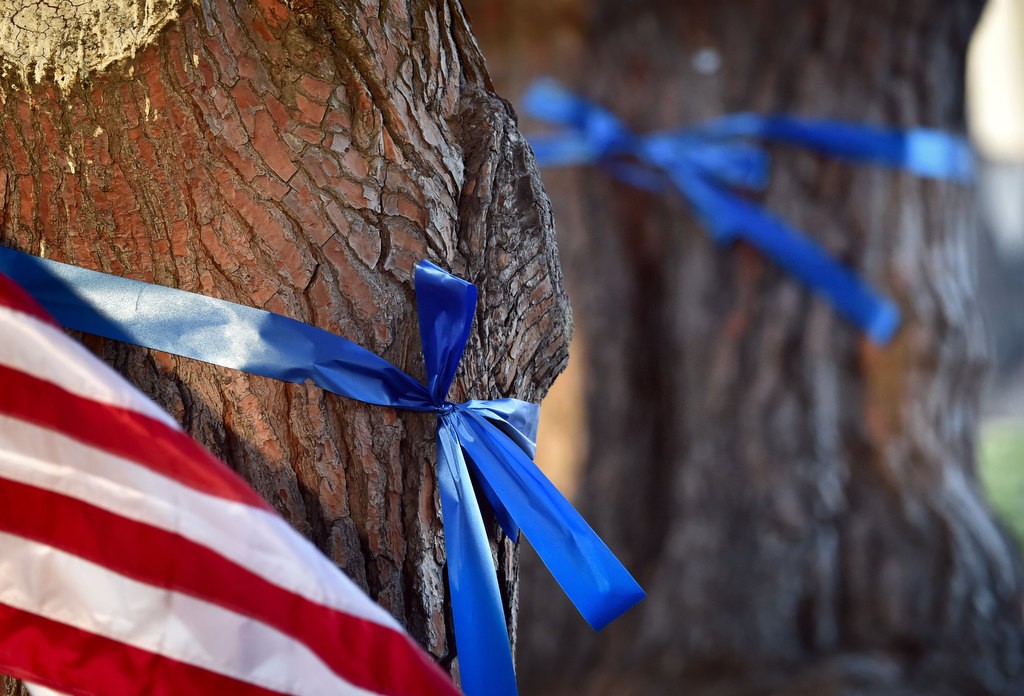 A blue ribbon is tied around each of the seven stone pine trees that were planted in Memorial Grove to represent the seven that were killed in 1976 during the Cal State Fullerton massacre. Photo by Steven Georges/Behind the Badge OC