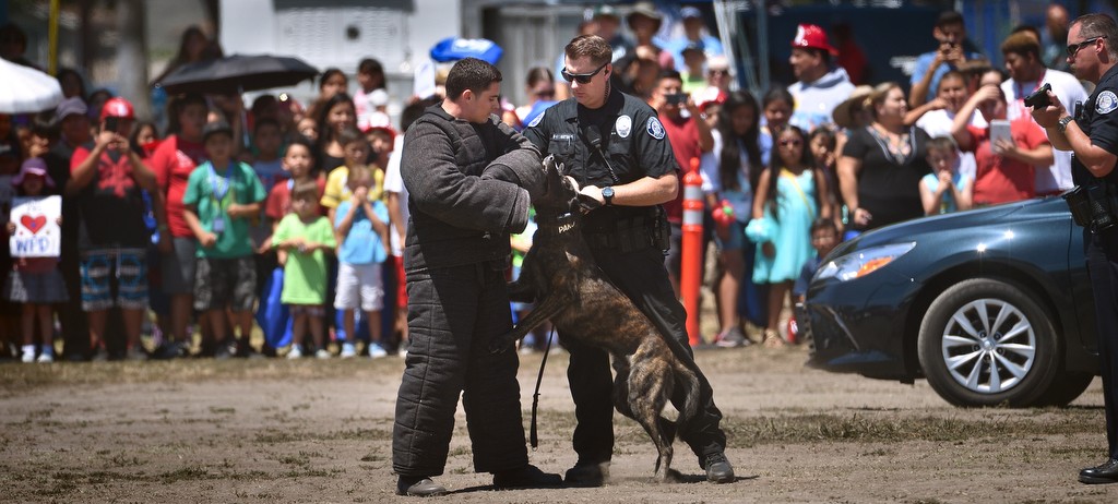 Kids line up as Westminster Police Officer Travis Hartman gives a K-9 demonstration with his K-9 partner Pako, part of Westminster’s annual Public Awareness Safety Day at Sigler Park. Photo by Steven Georges/Behind the Badge OC