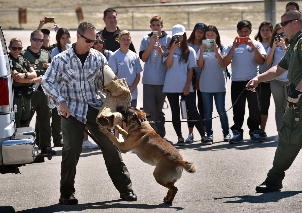 OC Sheriff Lt. Jarrett Kurimay stands in as a pretend bad guy as Reiko bites down on the command of Deputy Carpenter, right, during a K-9 demonstration for the Youth Citizens’ Academy. Photo by Steven Georges/Behind the Badge OC